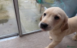 Goldador dogs for sale: 9 Week old Goldador Puppies - ready to go - Advert 3