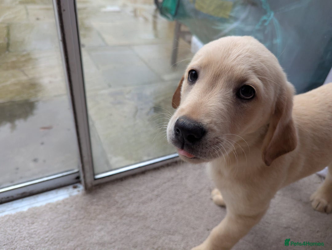 Goldador dogs for sale: 9 Week old Goldador Puppies - ready to go - Advert 3