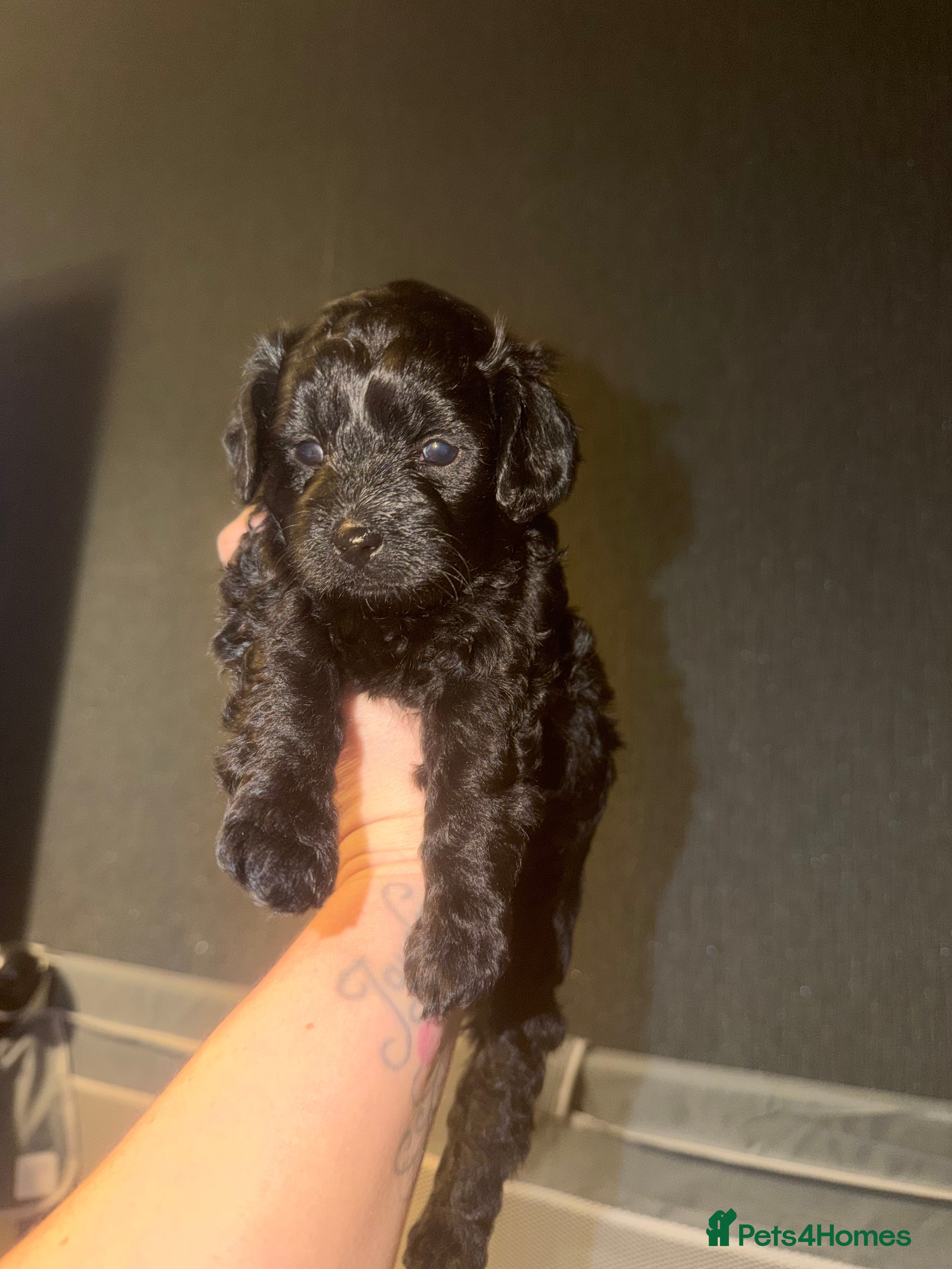 Mixed Breed dogs Beautiful Poochon puppies - Advert 2