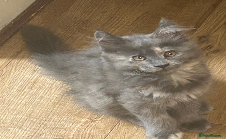 Maine Coon cats - Advert 3