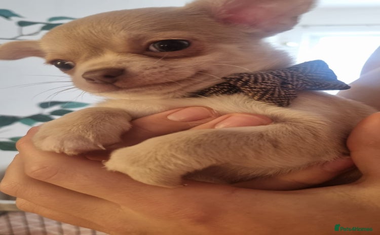Chihuahua dogs - Advert 3