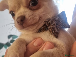 Chihuahua dogs - Advert 1