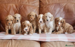 Cavapoo dogs for sale: Stunning F1b Health Tested Miniature Cavapoos - Image 3