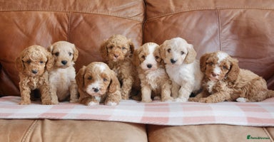 Cavapoo dogs - Advert 2