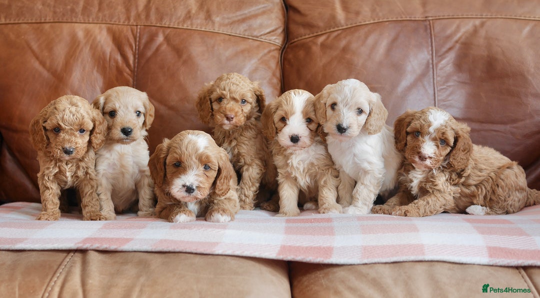 Cavapoo dogs for sale: Stunning F1b Health Tested Miniature Cavapoos - Image 3