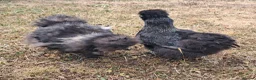 Chickens poultry for sale: Silkies black and white in Woodbridge - Advert 4