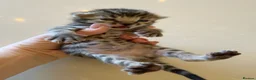 Bengal cats for sale: Half Bengal kittens - Advert 24