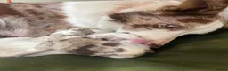 Border Collie dogs for sale: 🐾OUTSTANDING *UNIQUE* BORDER COLLIE PUPPIES🐾 - Advert 29