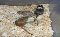 Gerbil rodents for sale: Super friendly gerbils from hobby breeder  - Image 26