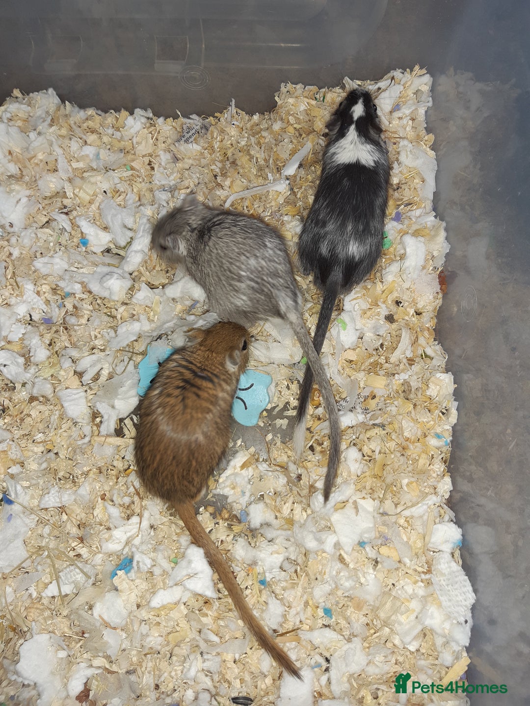 Gerbil rodents for sale: Super friendly gerbils from hobby breeder  - Image 26