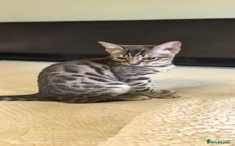 Bengal cats - Advert 2