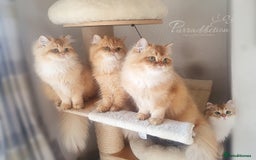 British Longhair cats for sale: Last Cinnamon Golden Shaded British Longhair male  - Image 1
