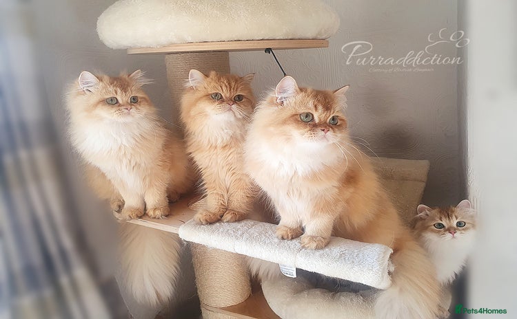 British Longhair cats - Advert 8