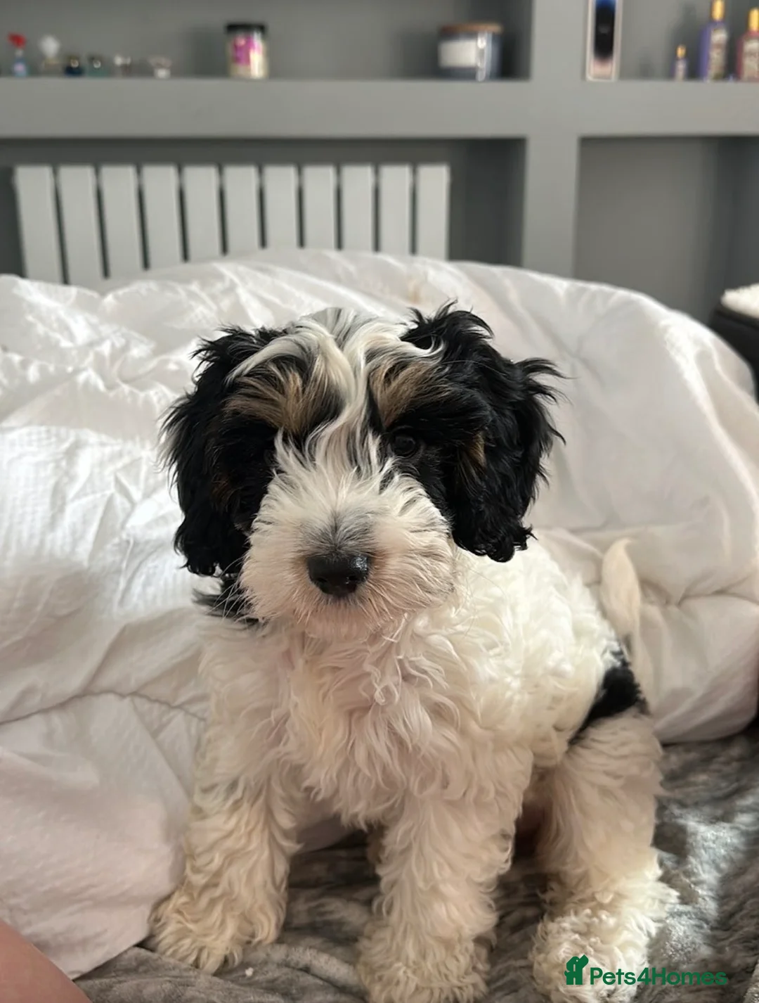 Cockapoo dogs for sale: Gorgeous phantom cockapoos!  - Advert 2