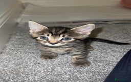 Mixed Breed cats for sale: 4 Beautiful tabby kittens - Image 4