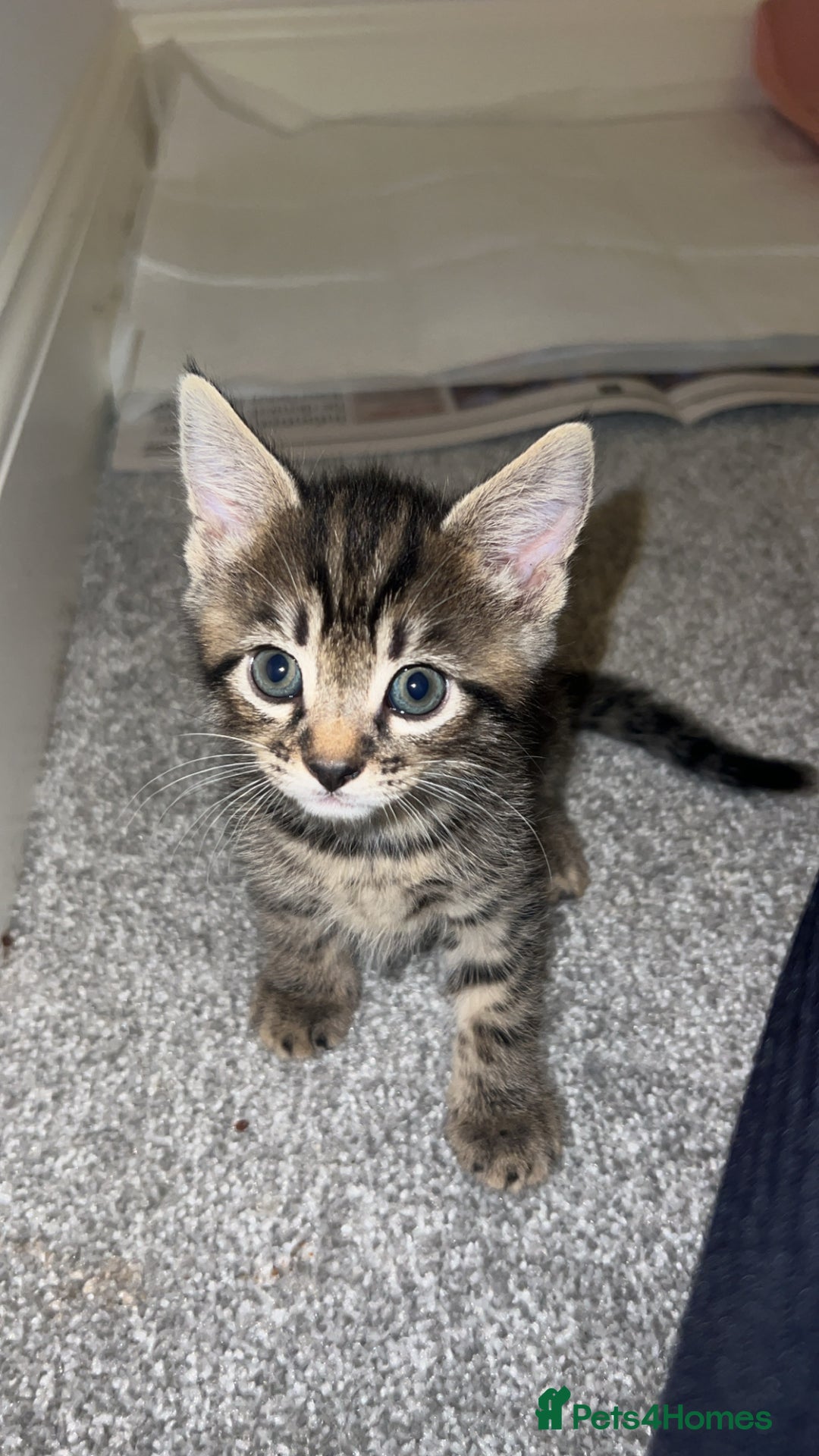 Mixed Breed cats for sale: 4 Beautiful tabby kittens - Image 4