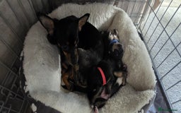 Chihuahua dogs for sale: Chihuahua Puppies - Image 7
