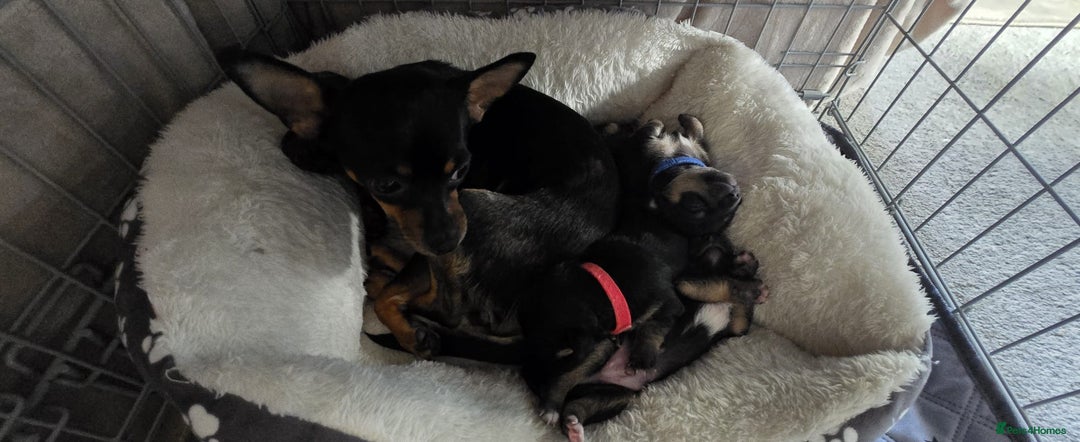 Chihuahua dogs for sale: Chihuahua Puppies - Image 7