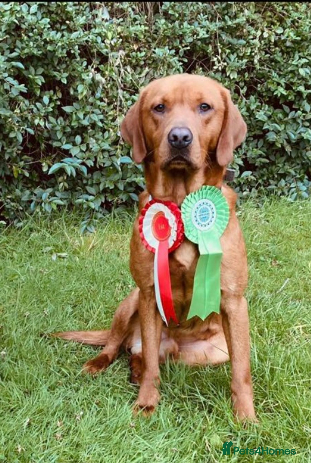 Labrador Retriever dogs for sale: STUNNING LITTER OF DARK FOX RED LABRADOR PUPPIES - Image 12