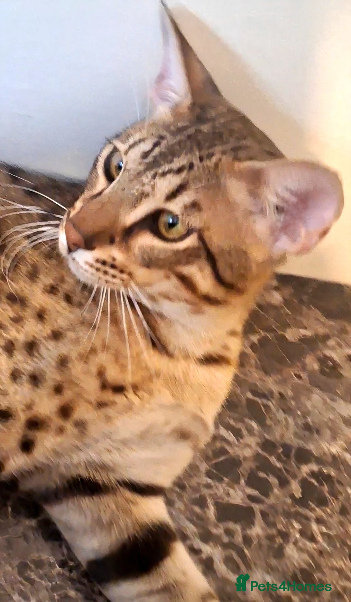 Savannah cats SAVANNAH TICA SBTF7 MARS HUGE BOY - Advert 14