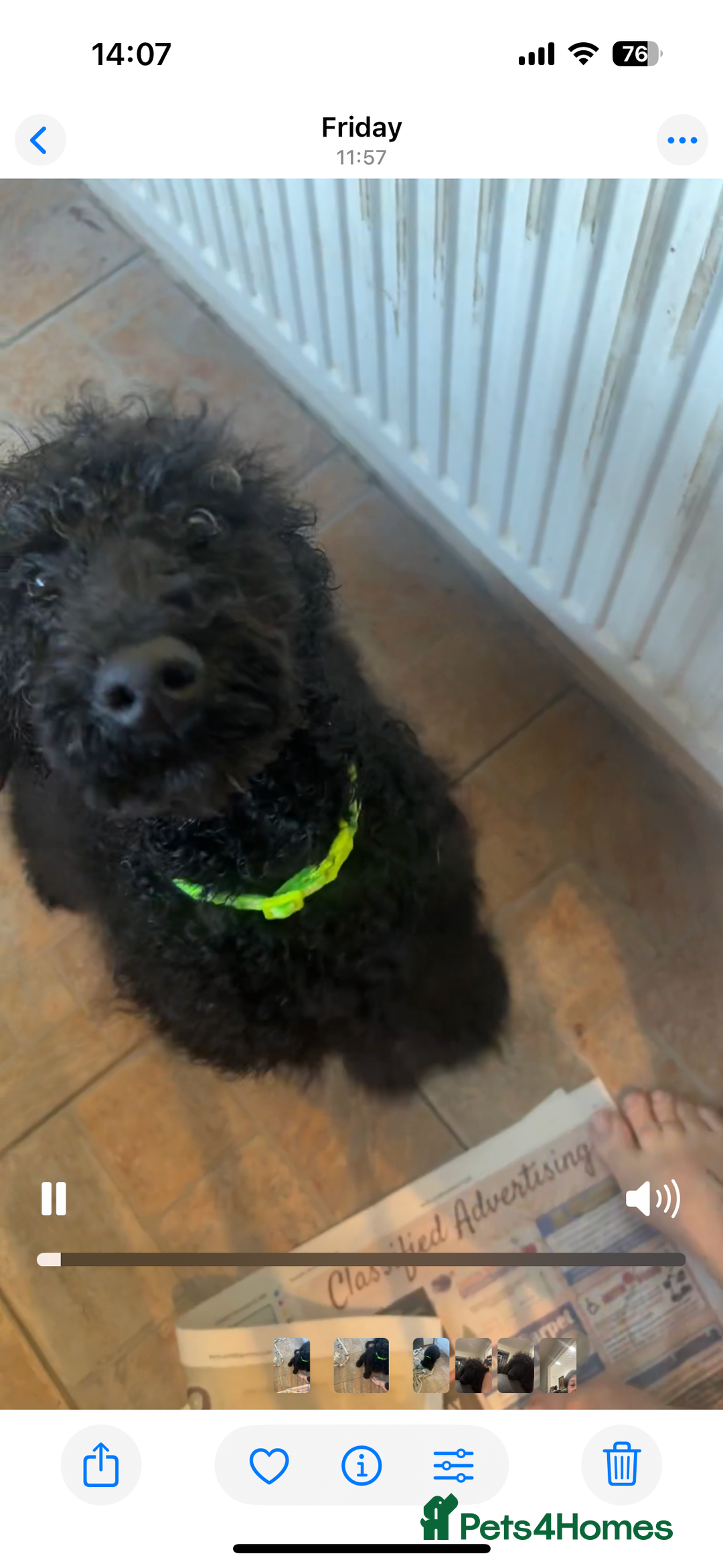 Standard Poodle dogs for sale: Standard poodle  - Advert 6