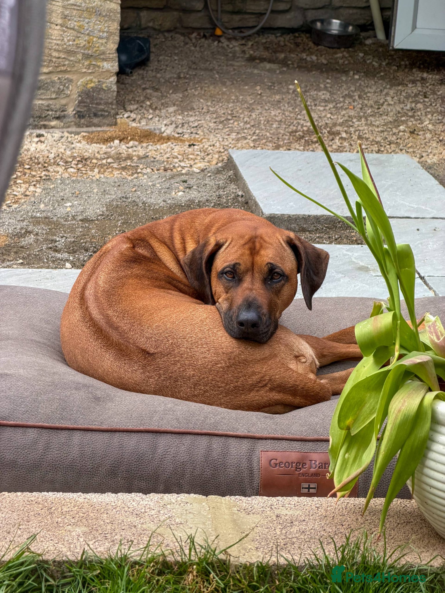 Rhodesian Ridgeback dogs for sale: Waiting List Open - Due 12th June in Melksham - Advert 6