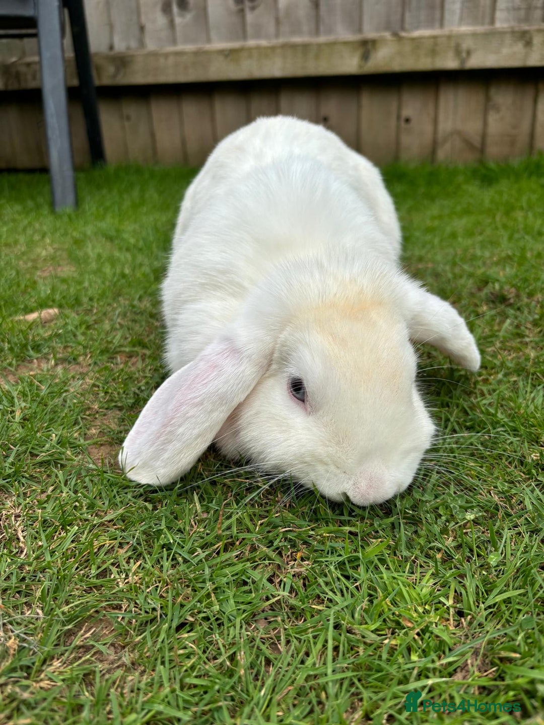 Cashmere Lop rabbits for sale: Rabbits - Image 3