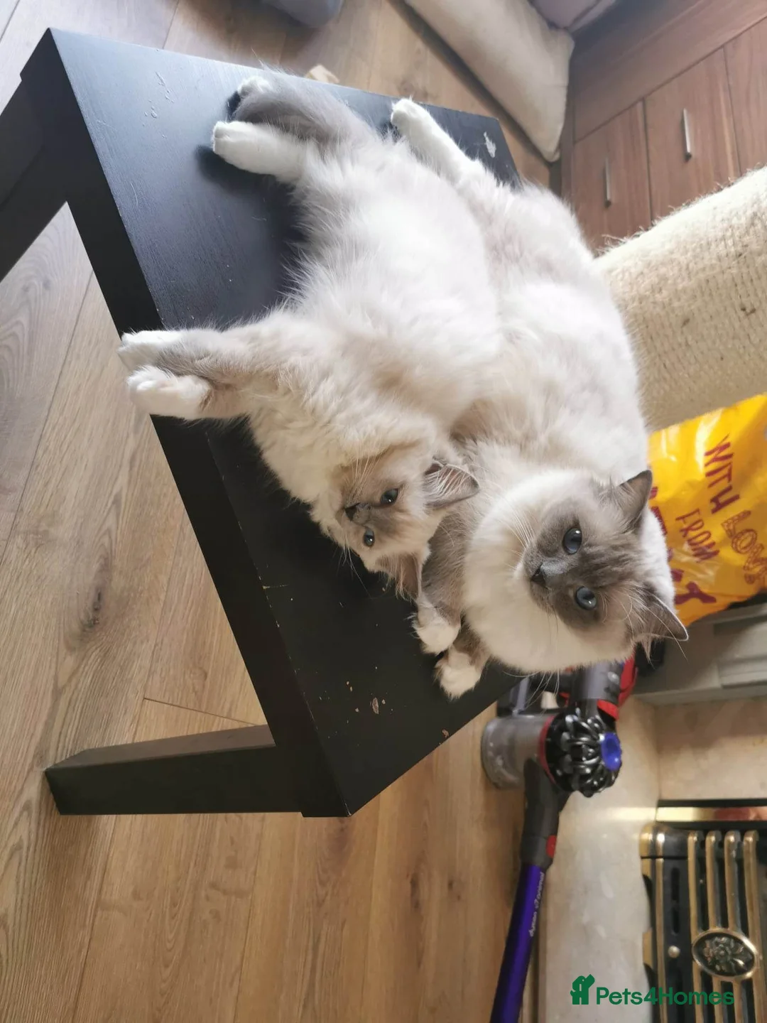 Ragdoll cats for sale: BEST RAGDOLL MITTED SHOW TYPE ACTIVE - Advert 6