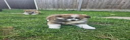 Japanese Akita Inu dogs for sale: RKC Registered Puppy Litter - Advert 31