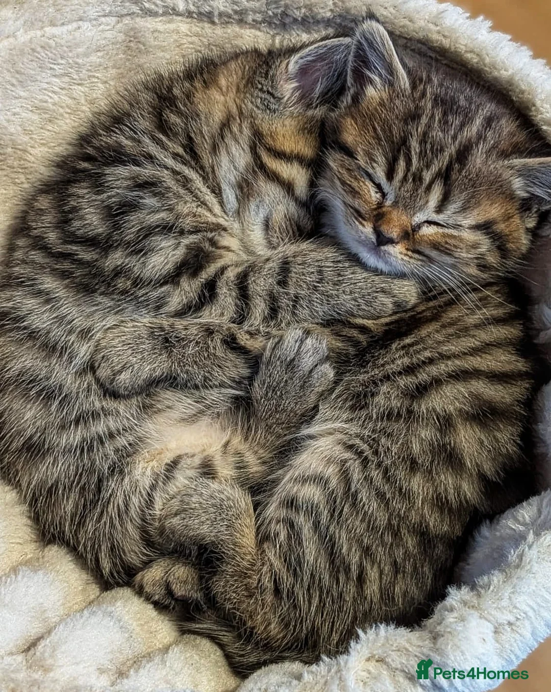 Mixed Breed cats for sale: Persian Chinchilla x British Shorthair kittens in Coventry - Advert 2