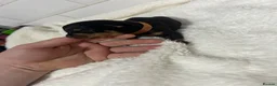 Rottweiler dogs for sale: Big chunky Rottweiler puppies  - Advert 9