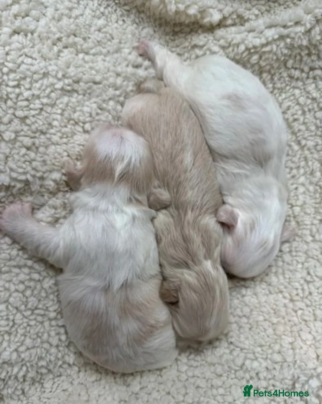 Shih Tzu dogs for stud: WAFFLES Karashishi Imperial Shihtzu for stud   in Liverpool - Advert 7