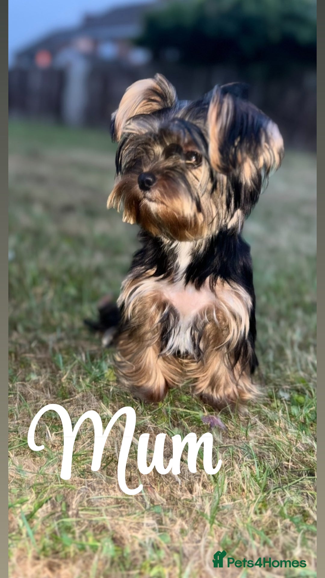 Yorkshire Terrier dogs for sale: Beautiful pure Yorkshire terriers puppy’s  - Advert 2