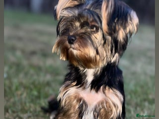 Yorkshire Terrier dogs Beautiful pure Yorkshire terriers puppy’s - Advert 9