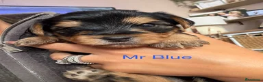 Mr Blue