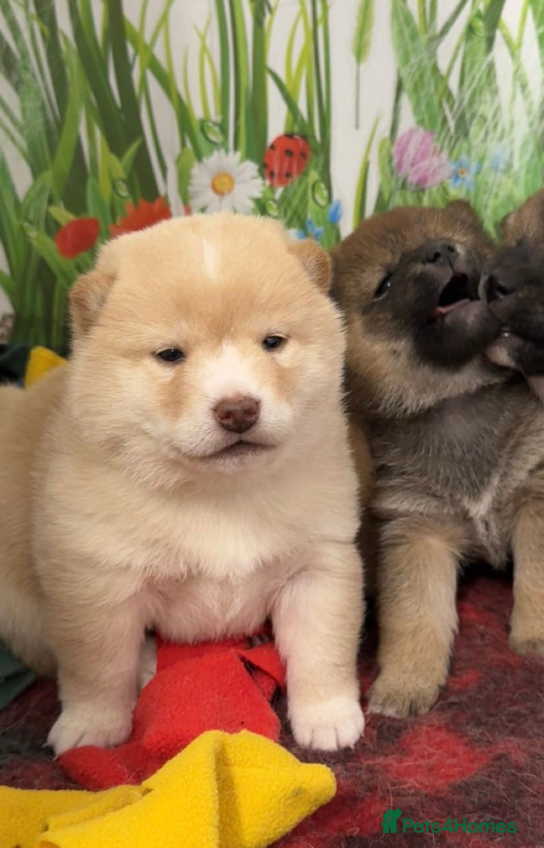 Japanese Shiba Inu dogs for sale: Outstanding quality two girls available. - Advert 3