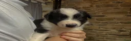 Border Collie dogs for sale: Border Collie Pups - Advert 8