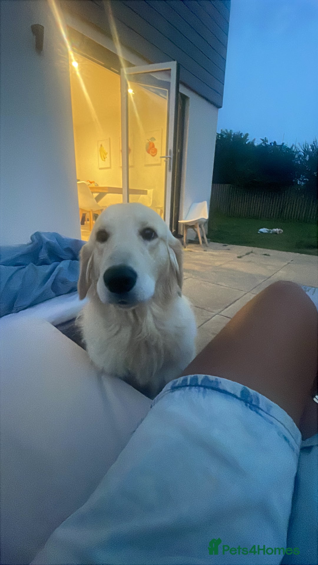 Golden Retriever dogs for sale: Golden retriever 10 months  - Image 3