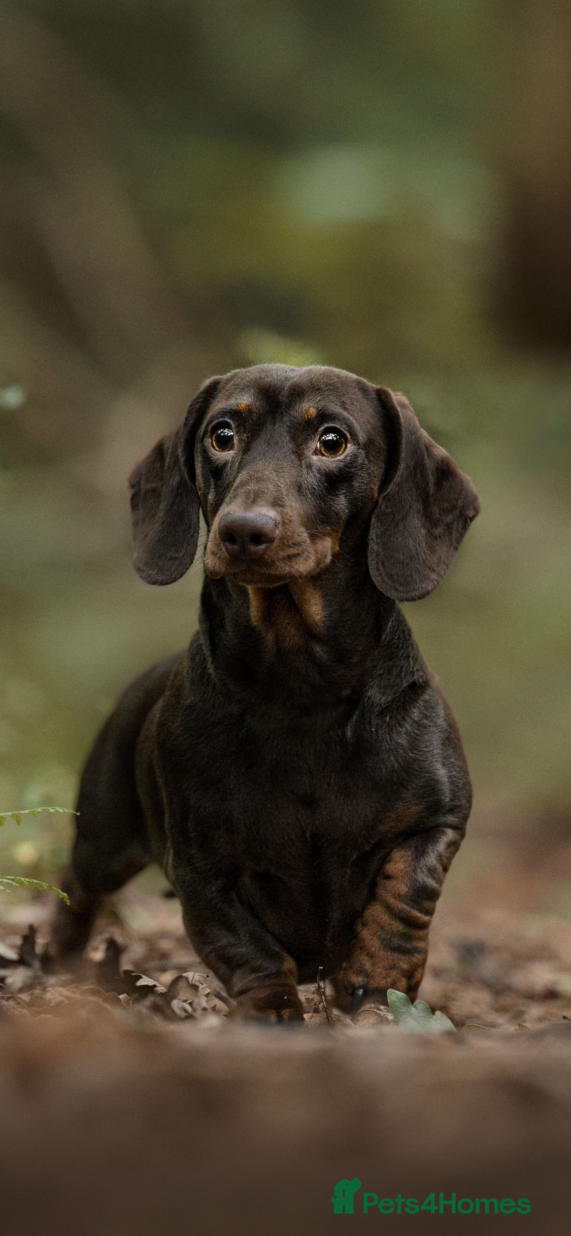 Miniature Dachshund dogs EXPERIENCED STUD KC/PRA CLEAR SHOW LINE STUD in Manchester - Advert 7