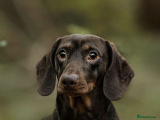 Miniature Dachshund dogs in Manchester - Advert 5