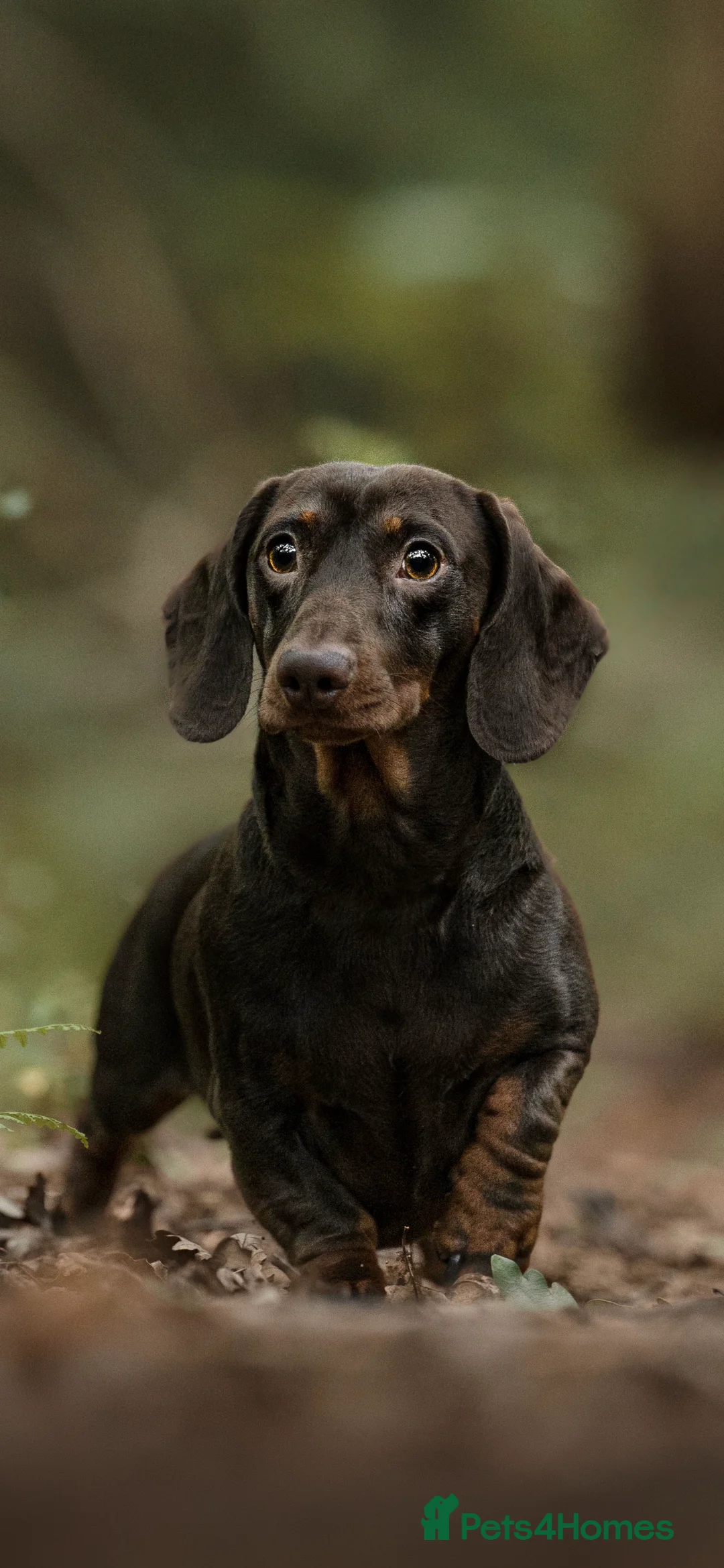 Miniature Dachshund dogs for stud: EXPERIENCED CHAMP 25 LINE MINI KC PRA CLEAR STUD in Manchester - Advert 2