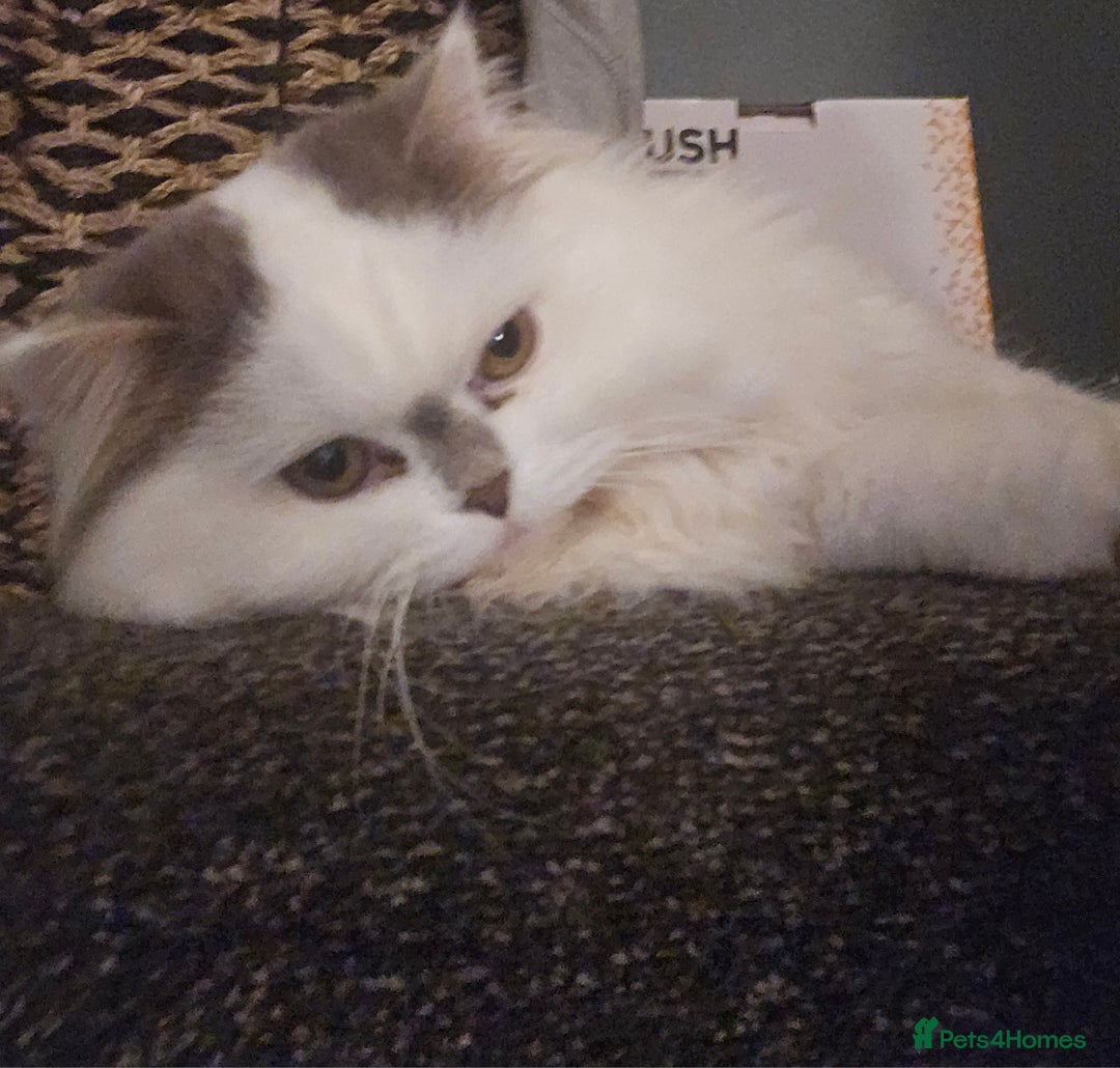 Scottish Fold cats for sale: A very beautiful Scottish Fold kitten - Advert 8