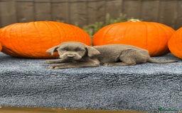 Labrador Retriever dogs for sale: stunning Lab Puppies Rare Colours & Family Raised - Image 9