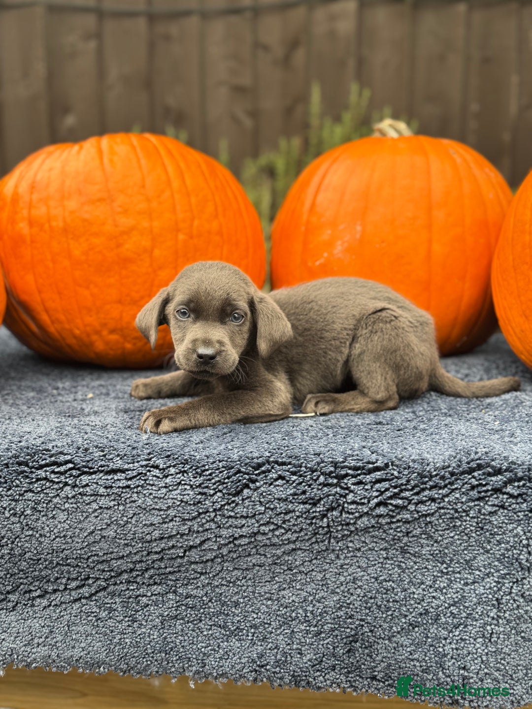Labrador Retriever dogs for sale: stunning Lab Puppies Rare Colours & Family Raised - Image 9