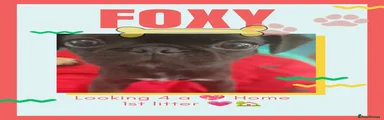 Foxy