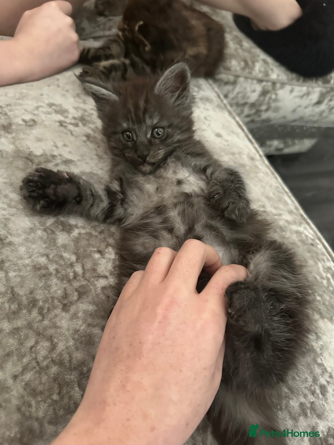 Maine Coon cats for sale: XXL Maine Coon Kittens Double TICA Champion lines  - Image 20