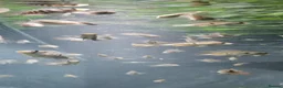 Cichlids fish for sale: Blue hybrid acara cichlid  in London - Advert 7