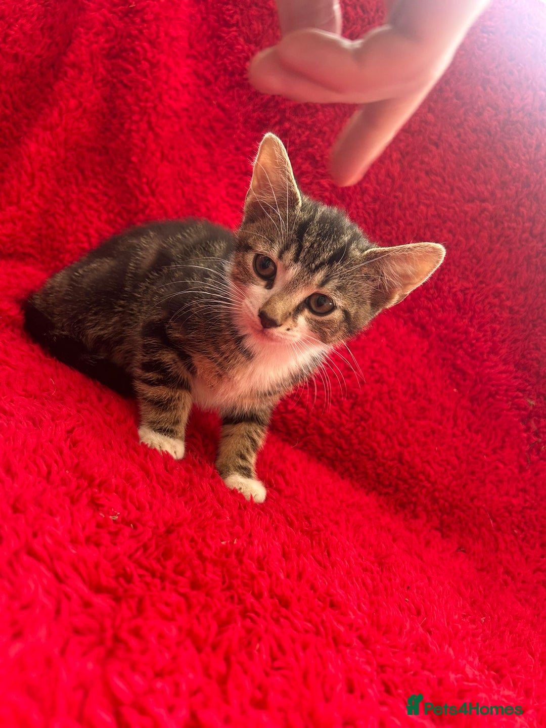 Mixed Breed cats for sale: Gorgeous kittens - Image 5