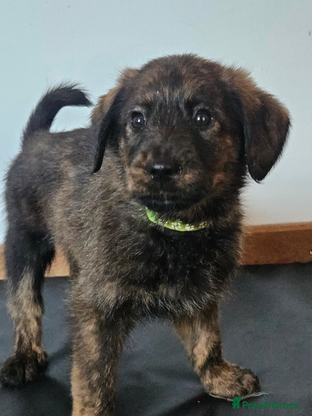 Mixed Breed dogs for sale: Rottweiler x poodle puppies ✨️ready now✨️ - Advert 17