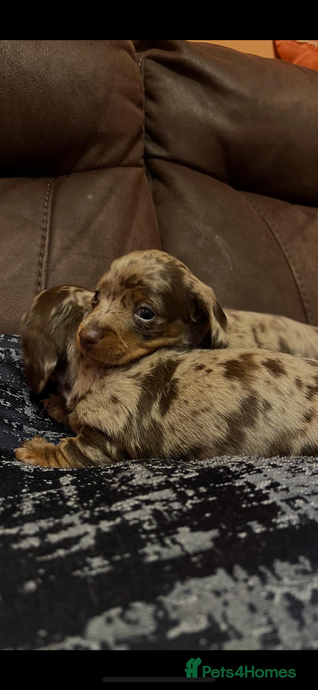 Miniature Dachshund dogs for sale: Miniature Dachshund  - Advert 7